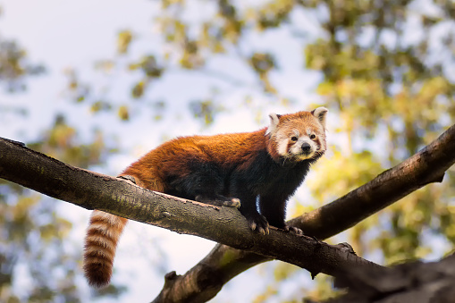 Portrait of a red panda sitting on a branch in forest looking at the camera