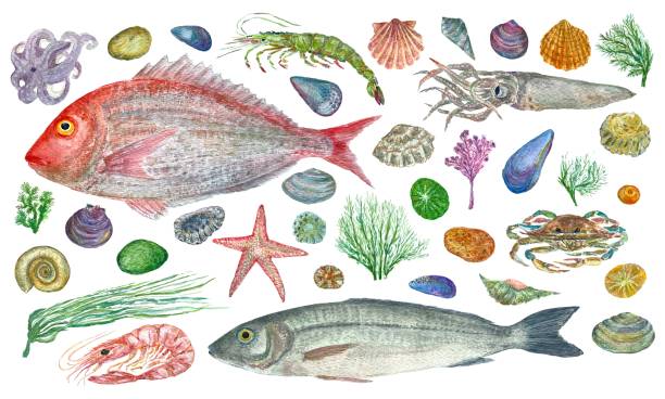 istock Watercolor set with seafood, shells, fish, shrimp and seaweed 1452755196