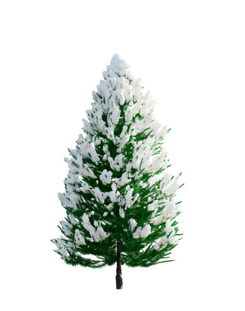 istock 3d rendering. Christmas tree in snow isolated on white background. 1452756002
