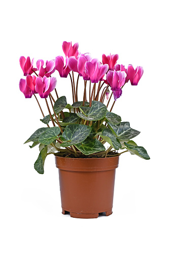 Blooming 'Cyclamen Persicum' plant with pink flowers in pot on white background