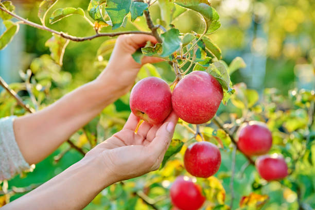 istock Red ripe apples on the tree, woman's hands plucking harvest 1452757144