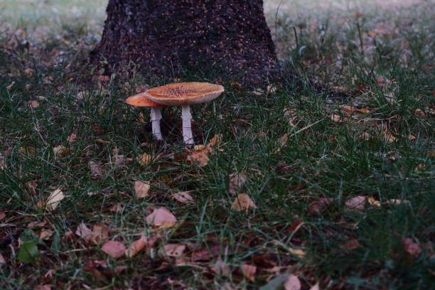 A pair of fly agarics with red-orange hats near a tree trunk
