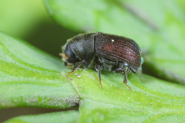 istock Bark beetle - Phloeosinus aubei. It is a thuja pest. 1452758398