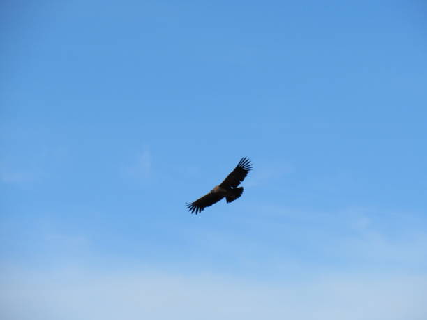istock Condor flying above Valle Nevado Chile. 1452758741