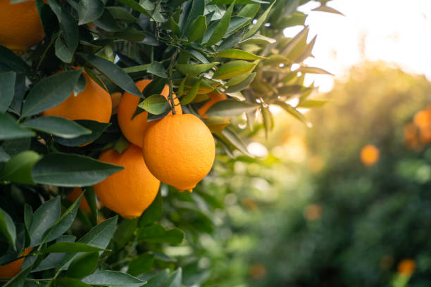 istock fresh organic oranges in the garden 1452759799