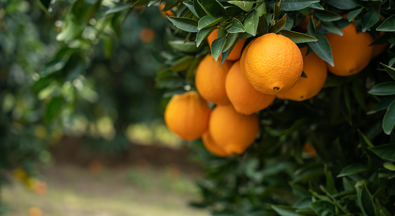 orange orchard. Fresh oranges on large orange trees with green leaves