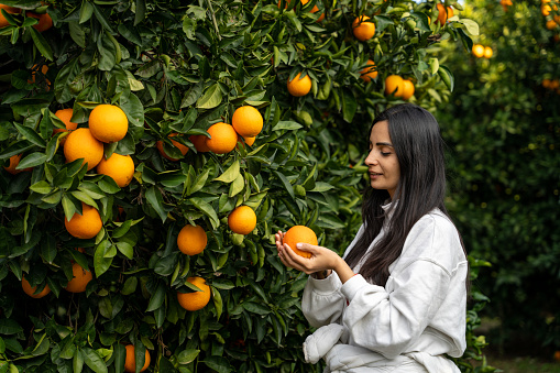 young beautiful woman picking oranges in the orange garden