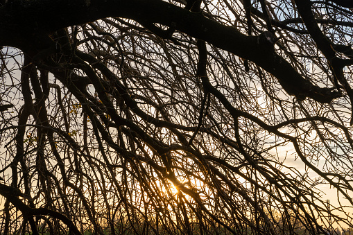 Sunlight filtering through tree branches at sunset