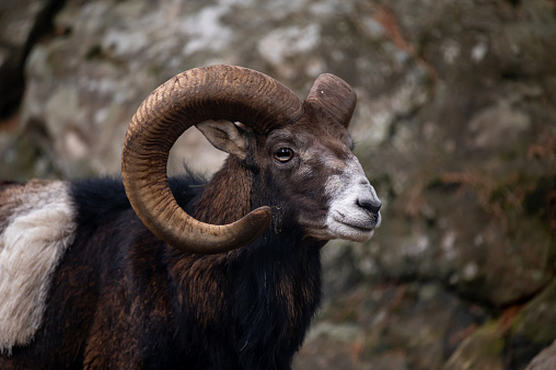 Portrait of a sheep. European mouflon of Corsica. One male Ovis aries musimon.