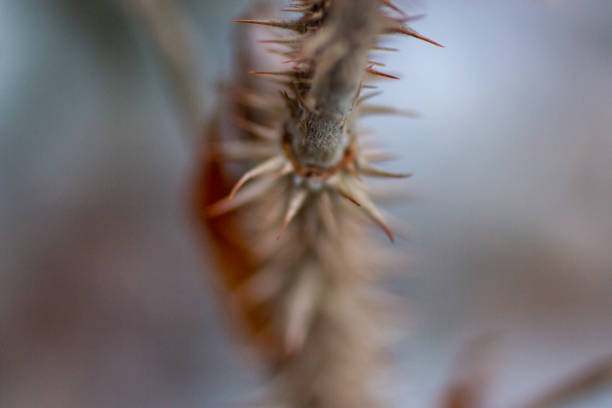 Thorny plant at coastline.