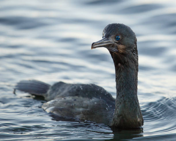 Brandt's Cormorant in Morro Bay