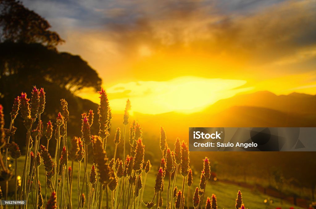 Sunset with mountains in the background and flowers in front. Landscape of a rural environment where there are mountains, flowers fields and trees. Bucolic countryside landscape. Tranquility Stock Photo