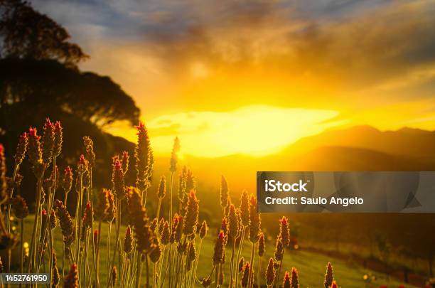 Sunset With Mountains In The Background And Flowers In Front Stock Photo - Download Image Now