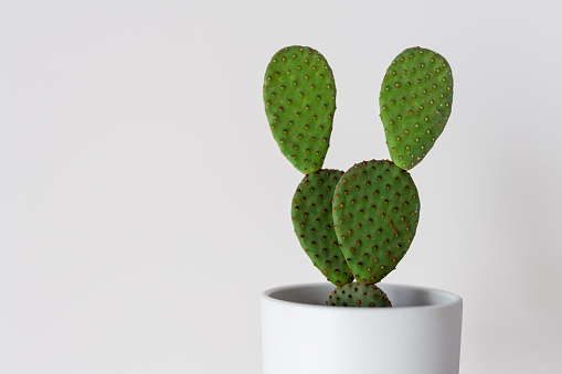 Bunny ear cactus. Prickly pear cactus or opuntia in white flower pot on white background with copy space. Growing succulents at home