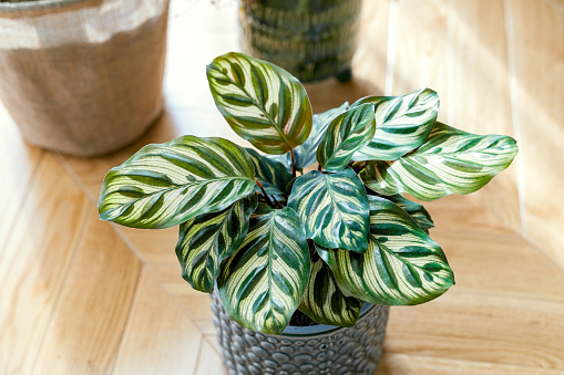 Calathea makoyana (known as peacock calathea, the peacock plant, prayer plant) in flower pot. Green houseplants