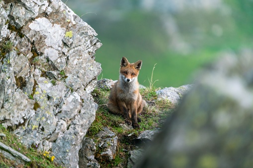 A closeup of a red fox (Vulpes vulpes) near  a rock against blurred background