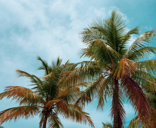 istock Beautiful palm trees trees against blue sky. 1452763195