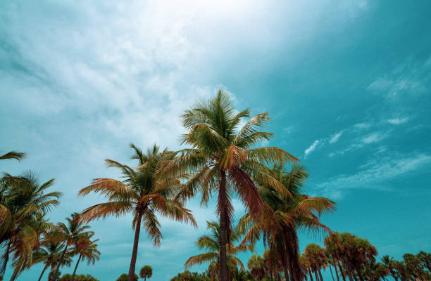 istock Beautiful palm trees trees against blue sky. 1452763238