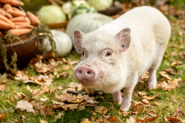 istock a white mini pig sits in a wicker basket. Autumn photo 1452763952