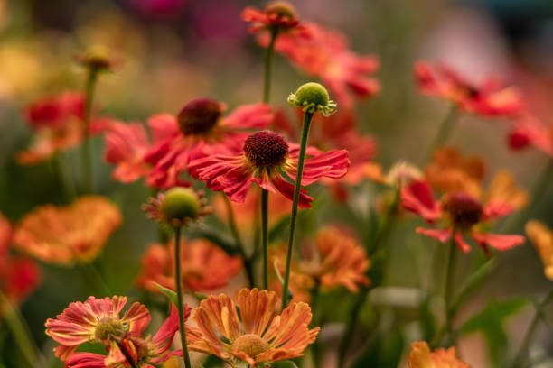 istock Bunch of Helenium autumnale flowers shot from above 1452764876