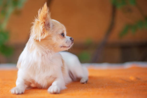 An adult dog is resting. A white and red chihuahua lies on an orange blanket. stock photo