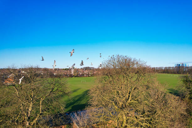 Drone's Camera Footage