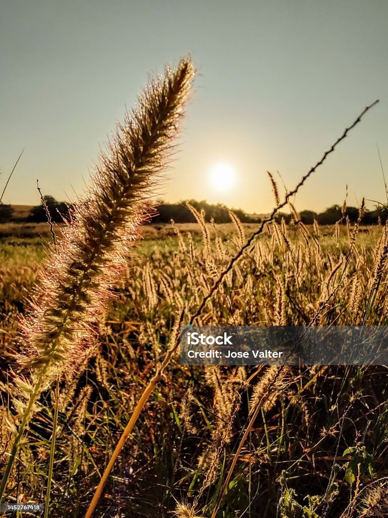 Buffelgrass Features Buffel Grass And Its Seed Tassel Stock Photo - Download Image Now ...