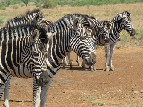 Africa Zebras Chilling in Pilanesberg Nature Reserve