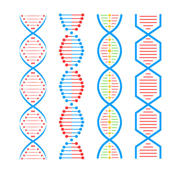 dna-struktur icon-set. struktur molekül und zelle, chromosom. gentechnik. vektor-stock-illustration - dna helix helix model evolution stock-grafiken, -clipart, -cartoons und -symbole