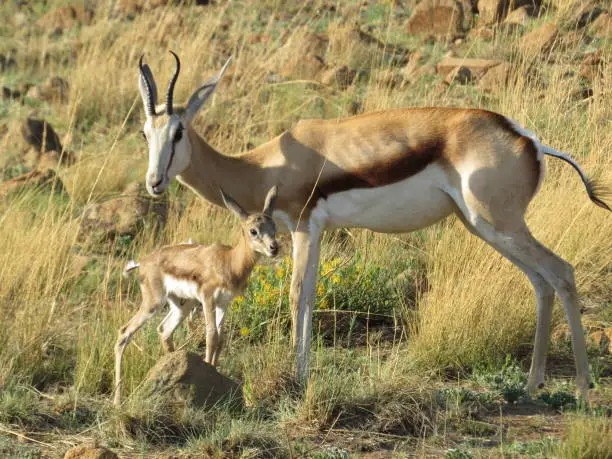 Springbok Mother and Lamb in Pilanesberg Nature Reserve