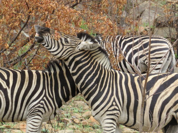 istock African Zebras in Nature 1452767545