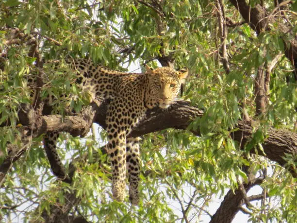 African Leopard lying in a tree in Pilanesberg Nature Reserve looking out