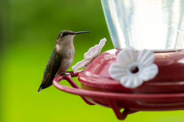 istock A cute Hummingbird enjoying sugar water from a red bird feeder. 1452768306