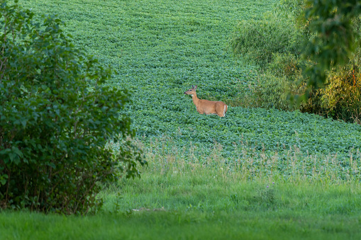 White-tailed deer in a soybean field in the late afternoon in rural Minnesota, USA.