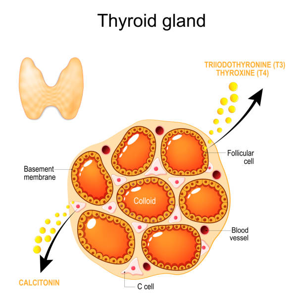 thyroid gland anatomy and physiology. thyroid gland anatomy and physiology. Structure of a human Thyroid gland. Follicular Cells, Basement Membrane, Blood Vessel, C-cell and Colloid. Hormones and endocrine function of thyroid gland. Triiodothyronine (t3), thyroxine (t4) and Calcitonin. Vector poster colloid stock illustrations