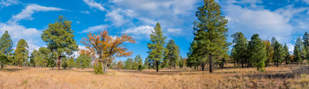 istock Anasazi Meadow on Campbell Mesa 1452768506