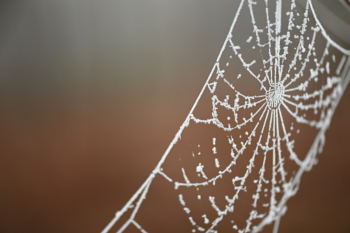 A spider web covered in a hard white frost, Hargate Forest, Kent