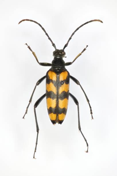 Leptura quadrifasciata, the longhorn beetle, a 50 years old specimen from beetle collection. stock photo