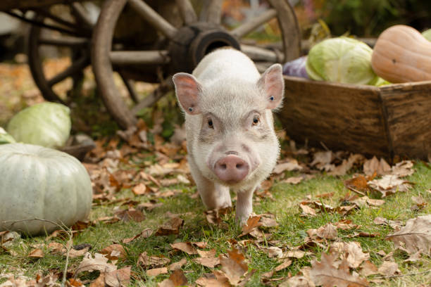 istock a white mini pig sits in a wicker basket. Autumn photo 1452772803