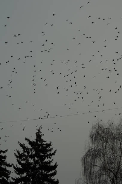 istock A lot of birds flying over the trees 1452773149