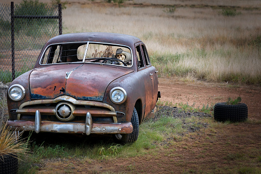 A cowboy skeleton in an old rusted up car sits on the side of the road near Tucumcari, New Mexico.