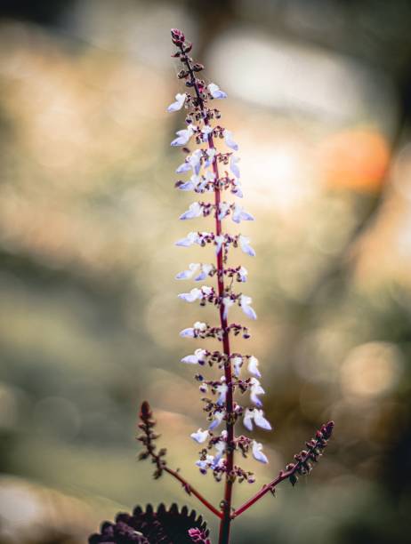 istock Close up of white Coleus flowers on a natural, blurred background 1452773949
