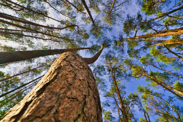 istock The Look up into the treetops, magic corkscrew pine trees. Bottom view background. Treetops framing the sky. The tops of the pines From Low Angle. Tree trunk, Poland 1452774050