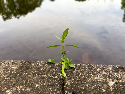 A small green plant with sky reflection on the water surface
