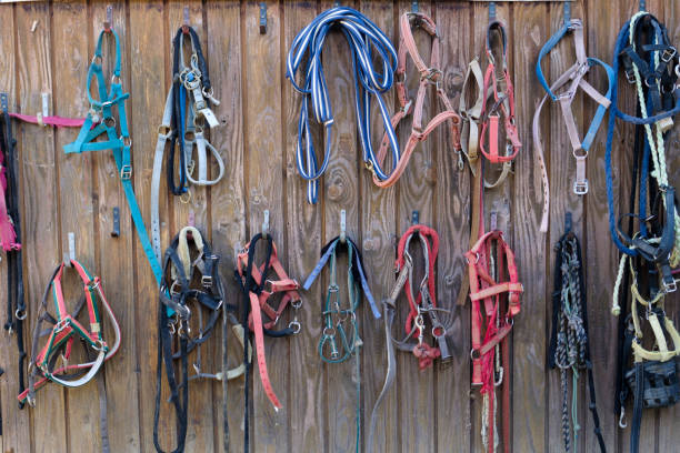 istock Many different horse reins on a wooden wall 1452778173