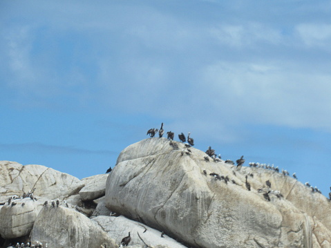 Black ducks and seagulls Viña del Mar Chile