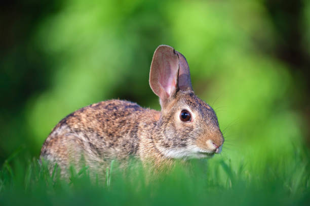 istock Grey small hare eating grass on summer field. Wild rabbit in nature 1452778268