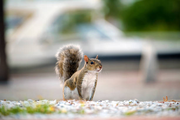 Ginger beautiful squirrel with fluffy fur takes from hands of human seeds and bites eating. Curious not timid hungry rodent is not afraid runs asks for food in Park. Sharp ears black small eyes.