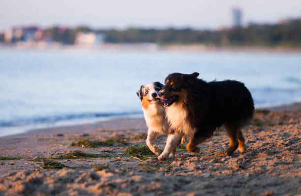 istock Australian Shepherds playing near the sea 1452778430