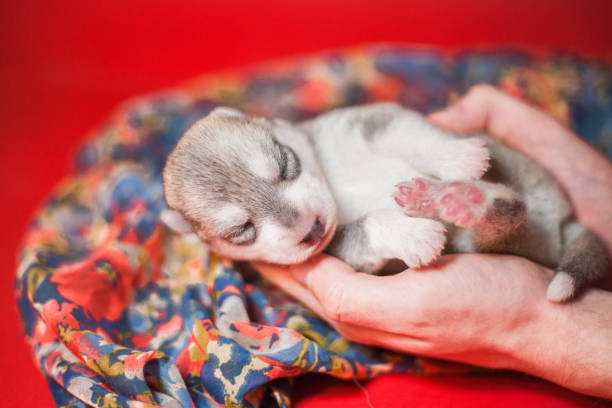 istock Newborn gray siberian husky puppy 1452779385